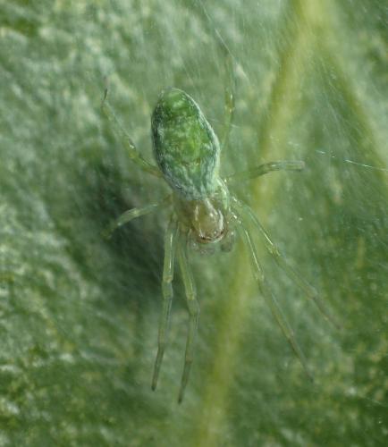 Réf. 242 293 : Nigma walckenaeri